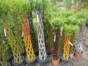 arbreS_treSeS_de_differenteS_varieteS_et_couleurS_20190509_1938468676