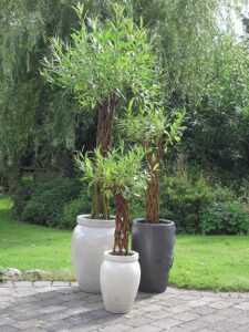 salix_tresse_2